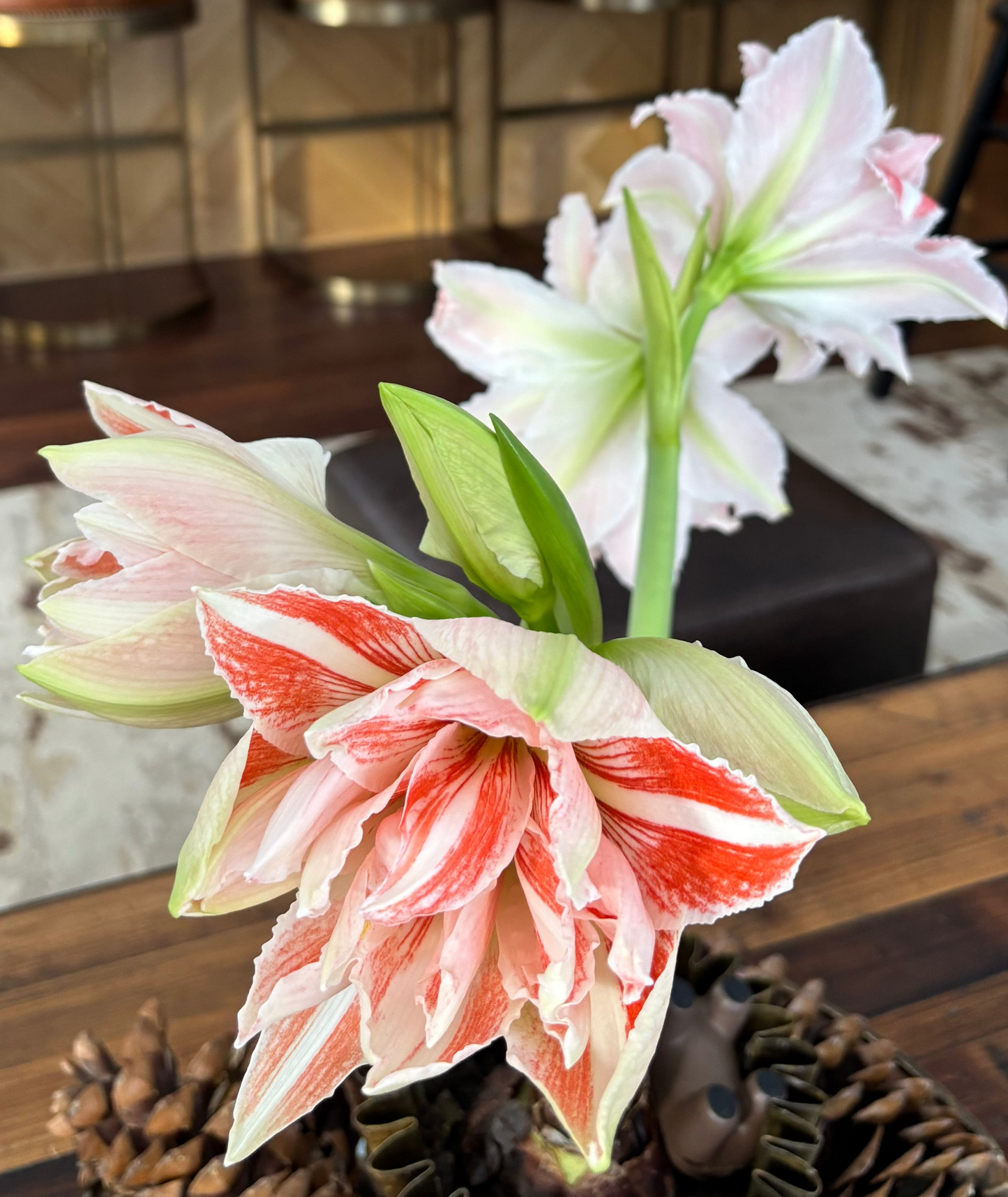 Amaryllis planter (Delivering Nov.17th - Dec.23rd)