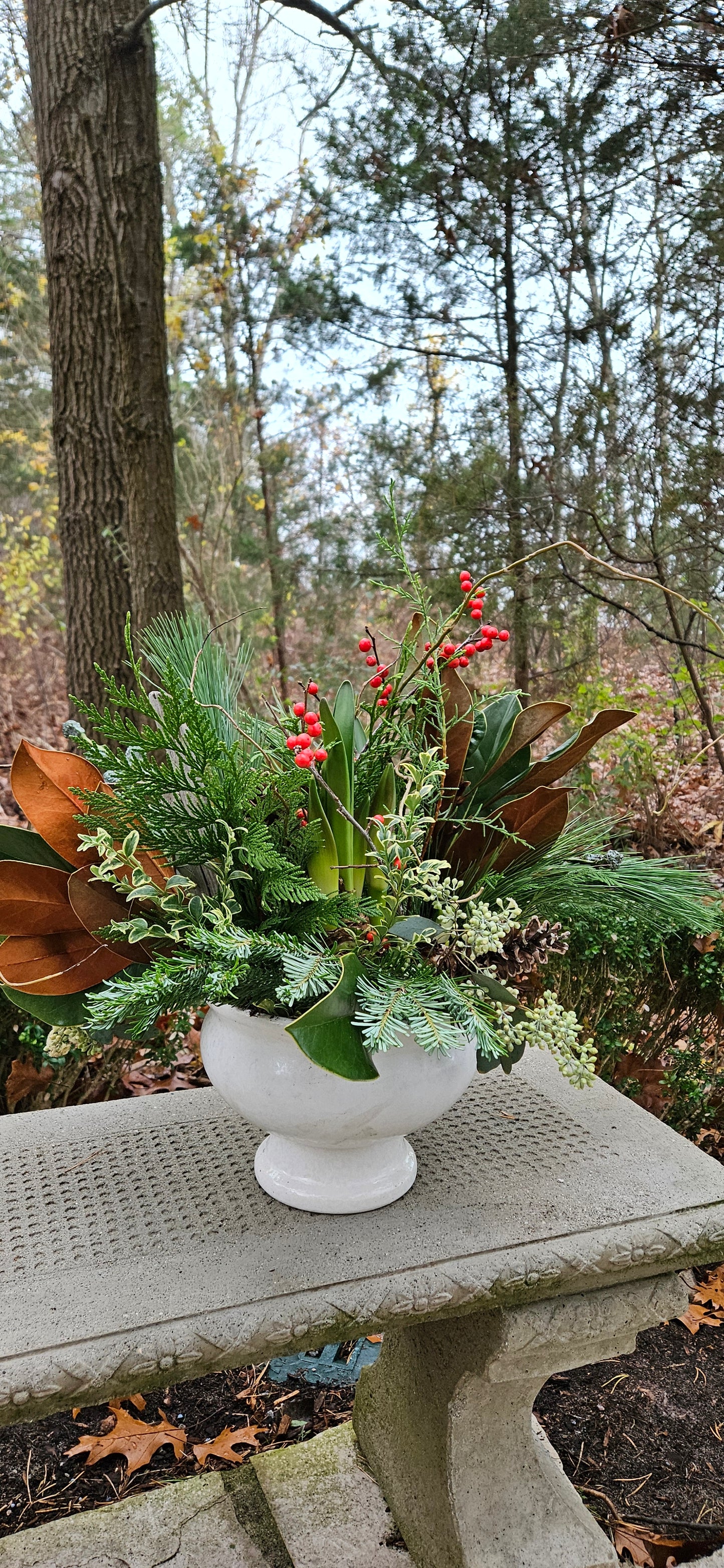 Amaryllis planter       (Delivering Nov.17th - Dec.23rd)