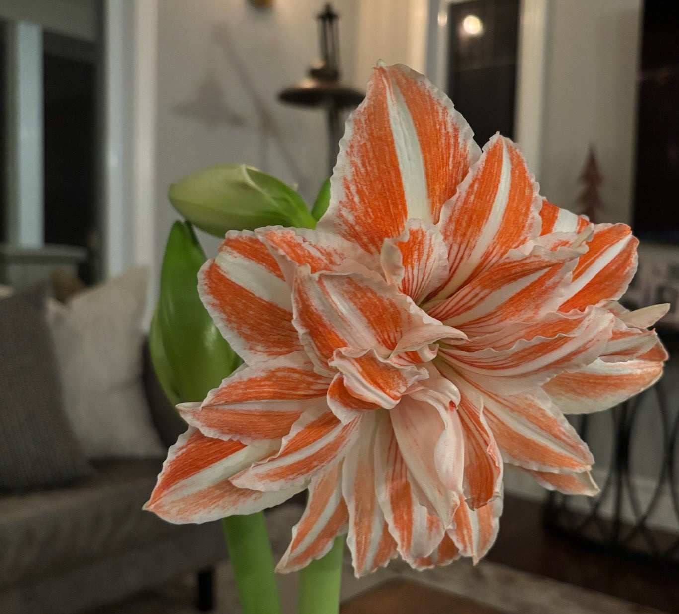 Amaryllis planter       (Delivering Nov.17th - Dec.23rd)
