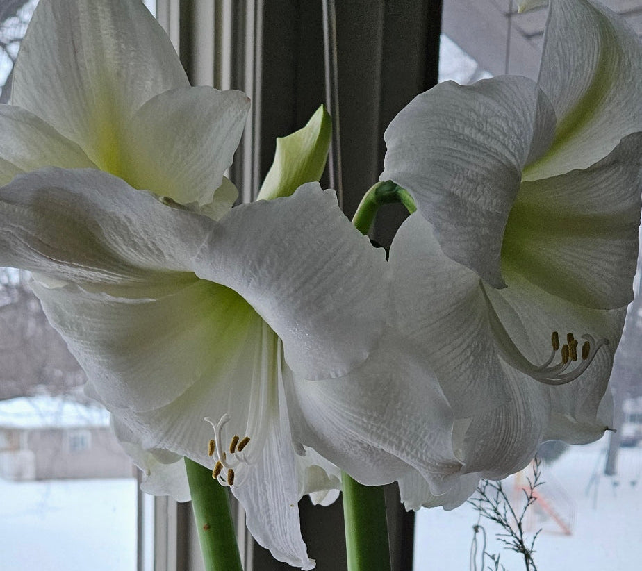 Amaryllis planter       (Delivering Nov.17th - Dec.23rd)