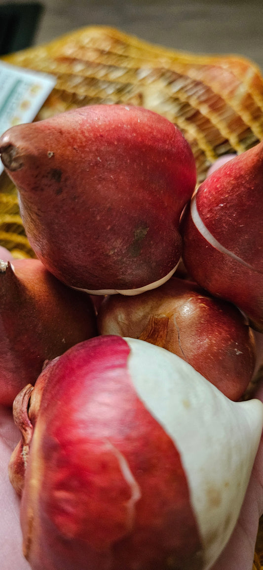 10 Double Tulip Bulbs