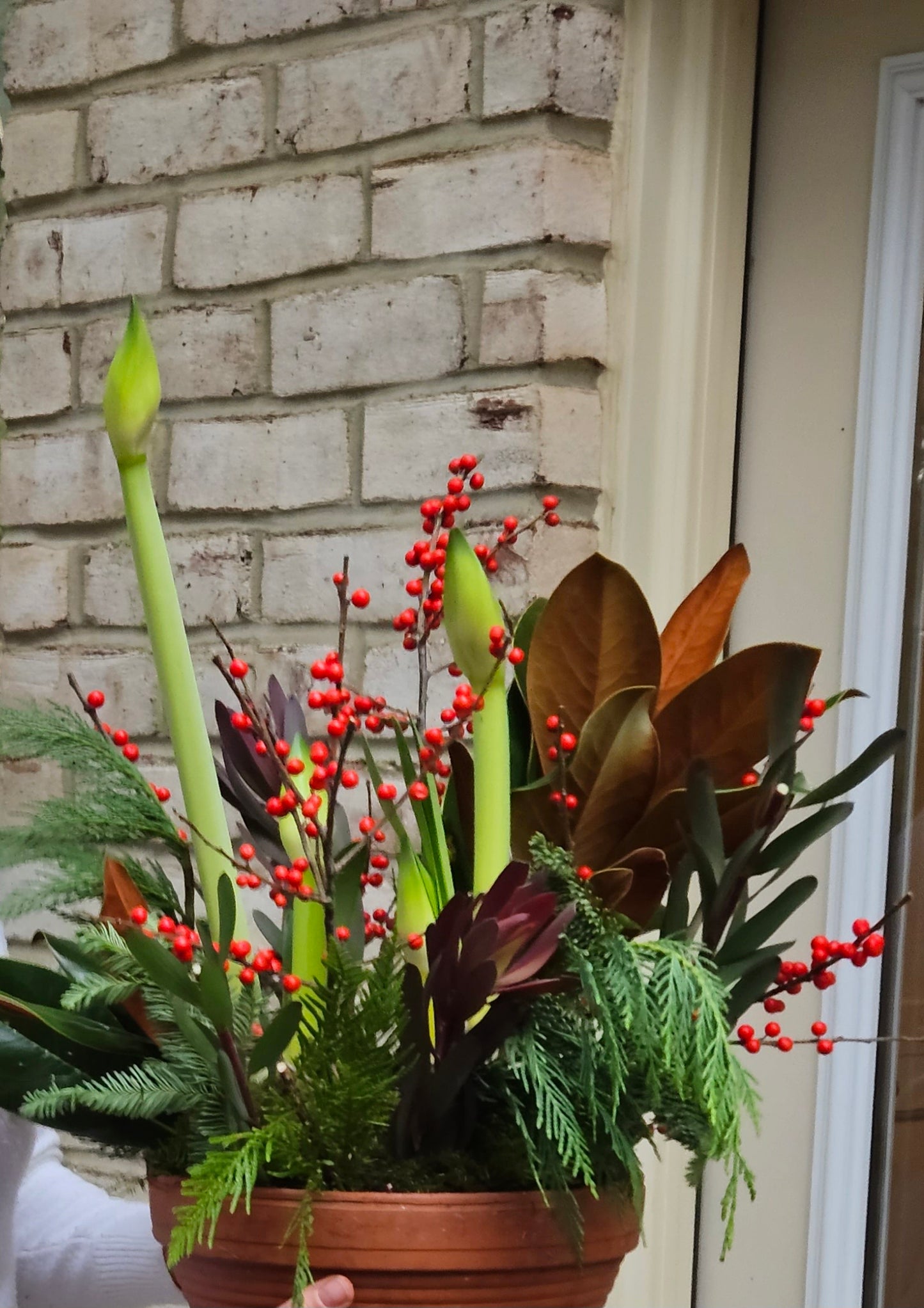 Amaryllis planter       (Delivering Nov.17th - Dec.23rd)
